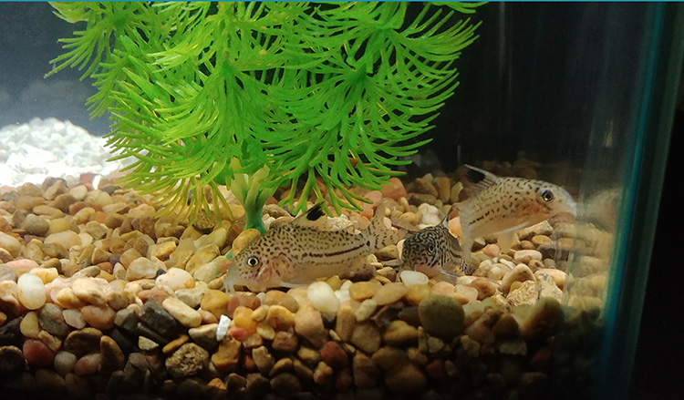 corydoras