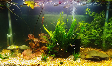 Fish tank update...now with even more plants! - Megan Lovelady