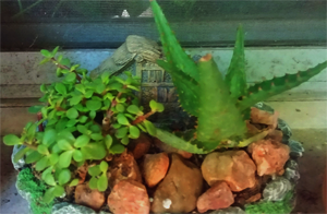 2 different kinds of succulents plants in a pot with rocks